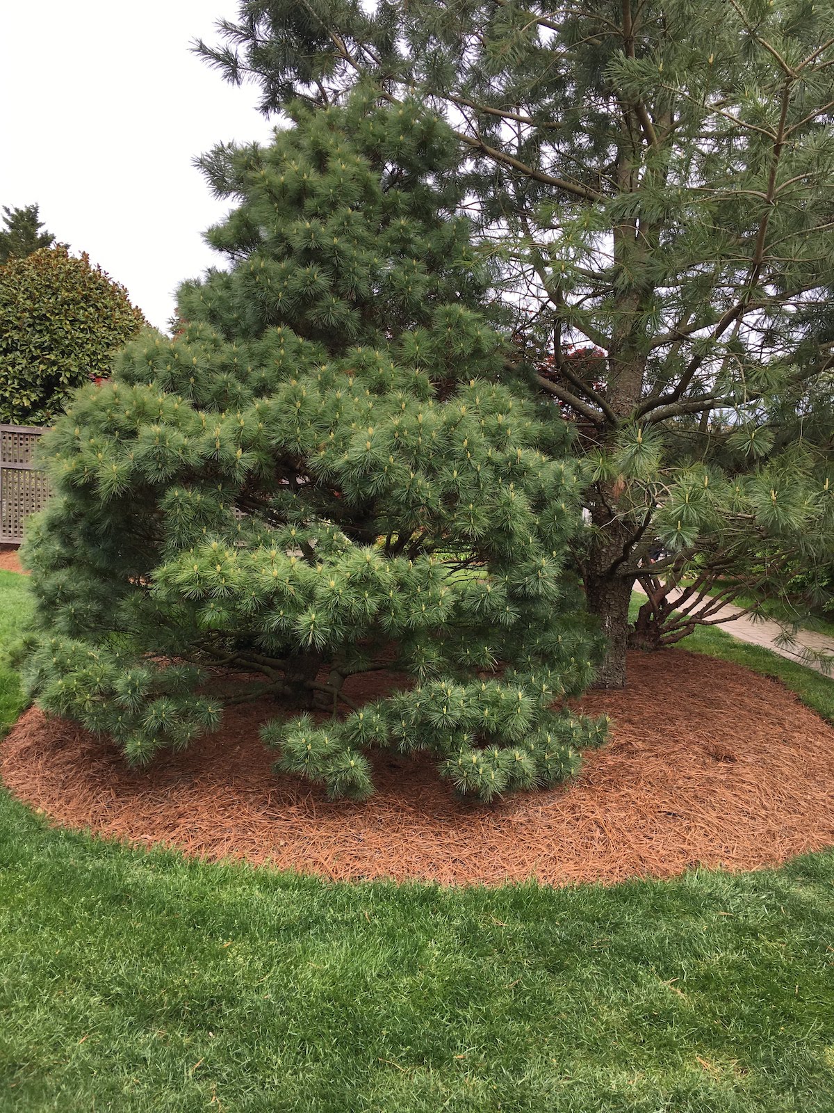 Order Online MidAtlantic Pine Straw Mulch