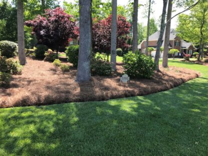 Pine Straw Mulch in Garden Bed