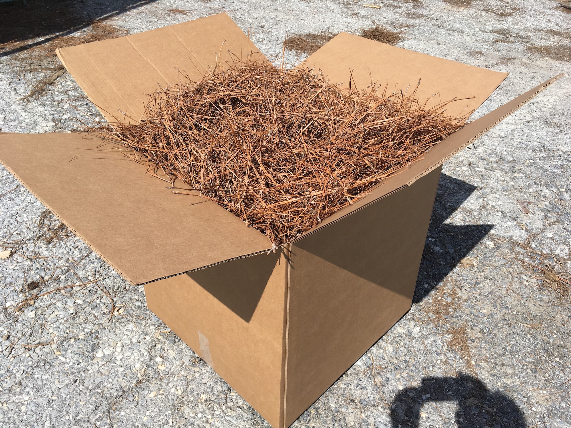 Long Leaf Pine Needles-1 lb. bundle