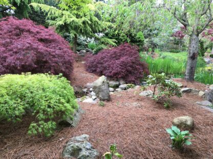 Organic Pine Needle Mulch in Garden Bed