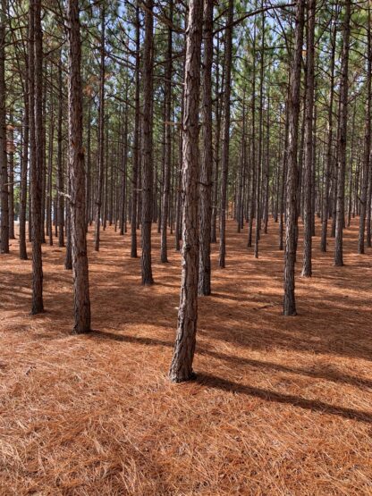 Longleaf Pine Needle Mulch Ground Cover