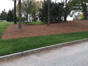 Pine Straw Mulch for Ground Cover