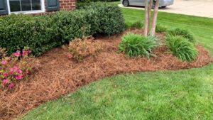Pine Needle Mulch for Gardens