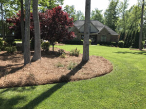 Pine Needle Mulch for Ground Cover
