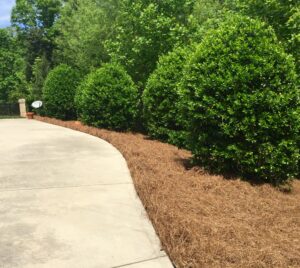 Bulk Mulch for Ground Cover - Pine Straw