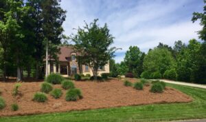 Bulk Pine Needle Mulch for Gardens