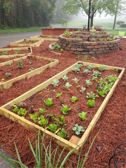 Pine Straw Mulch in Garden