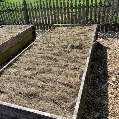 Salt Hay Vegetable Garden Mulch in Raised Beds