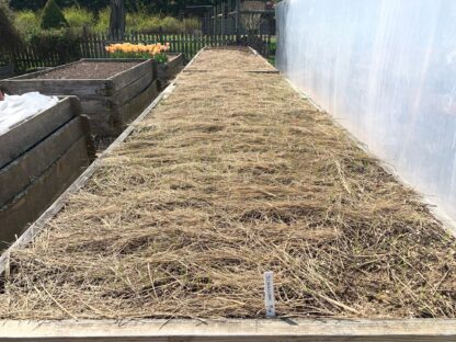 Salt Hay Vegetable Garden Mulch in Raised Bed