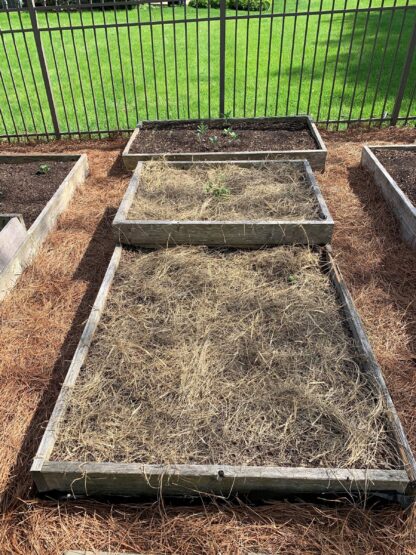 Salt Hay - Best Vegetable Garden Mulch in Beds with Pine Needle Mulch
